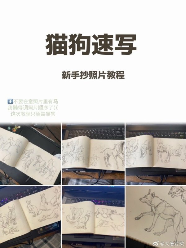 猫狗速写抄照片教程