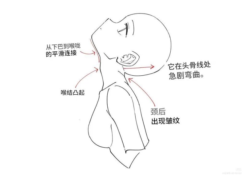 仰头脖颈：拉伸挤压结构画法