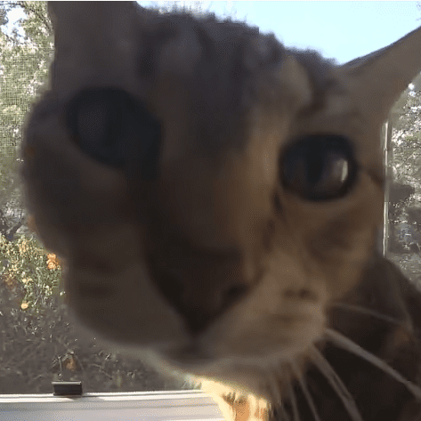 【绘画教程】如何画猫 教你几笔画出灵动的猫主子