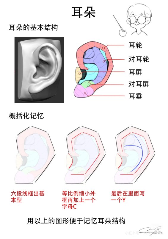五官补充篇——耳朵！！