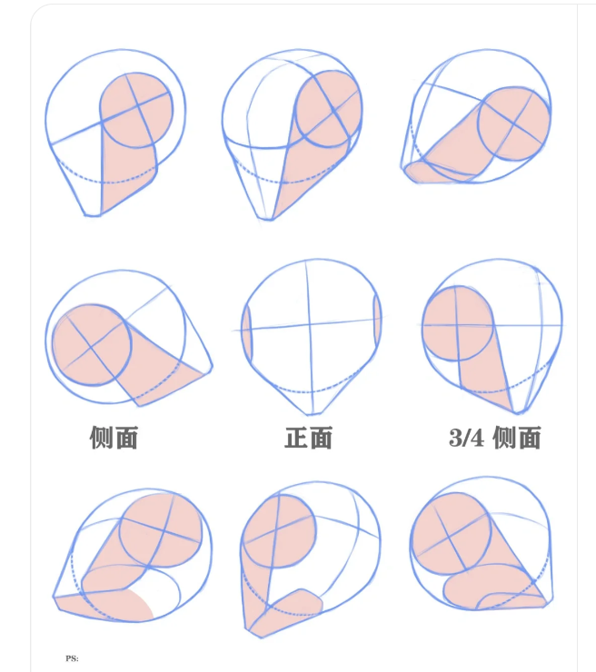 人体动态练习-6/31 头骨比例