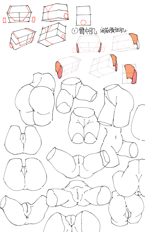 那个女性胯部参考