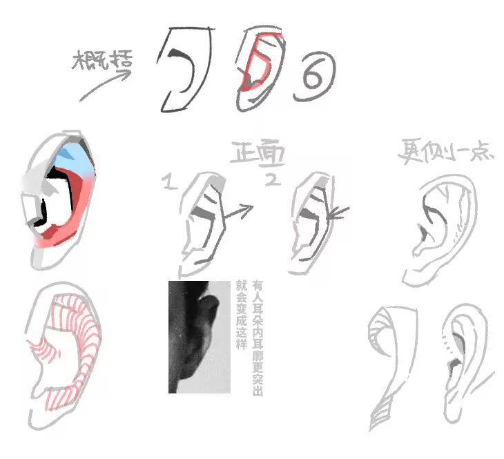 方便理解的耳朵归纳